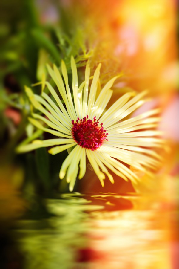 Sun worshippers yellow by Dagmar Marina